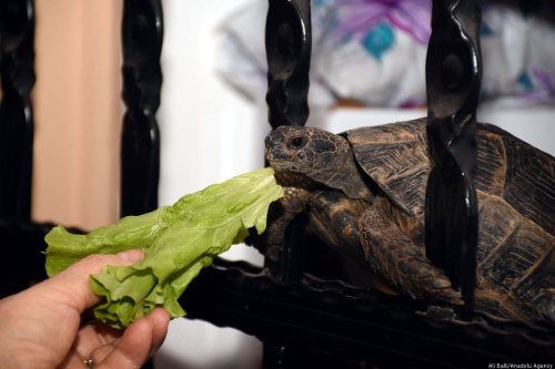 A turtle named "Cuma", found trapped in a bag tied to its' mouth tied and rescued by Numan Pekdemir and his wife, eats food in Mugla, Turkey on 8 February, 2019 10-year-old Cuma stays in the couples garden during summer and in the balcony during winter. [Ali Ballı - Anadolu Agency]