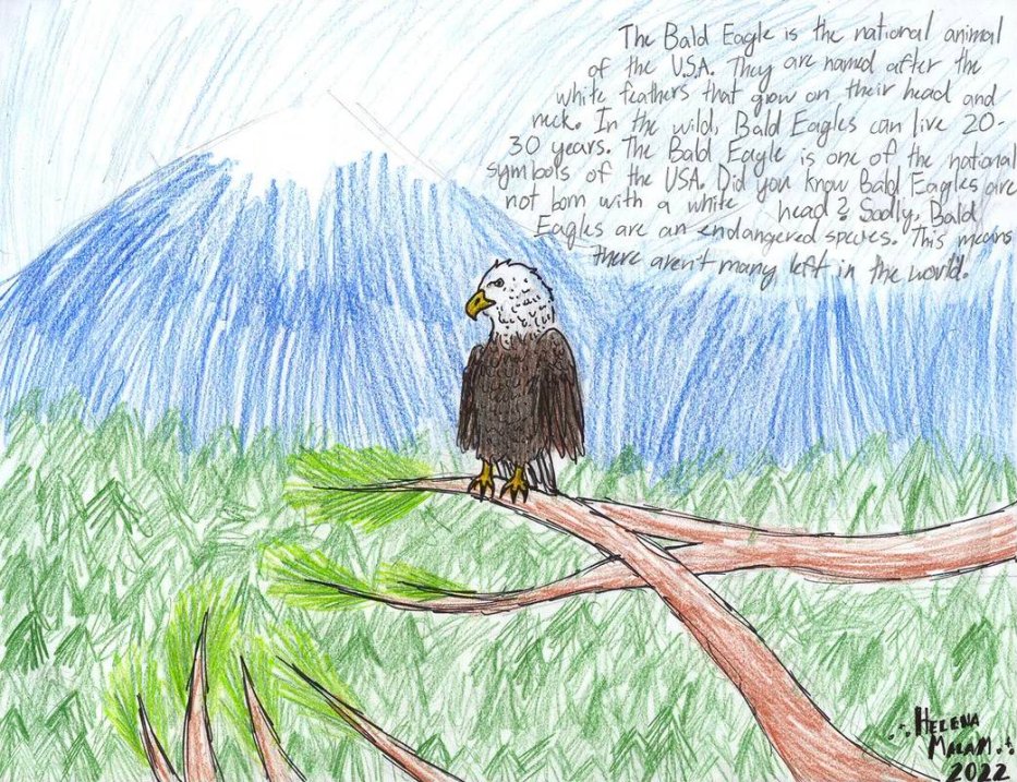 A picture of the American Bald Eagle was from Heather La Mastro's student, Helena, to represent her culture with her penpal in Gaza. 