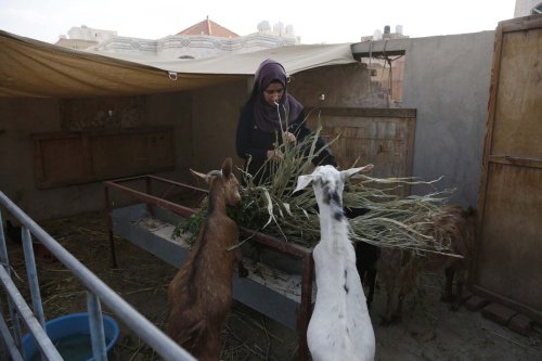 Yemeni twin sister Lecin feeds an animal on the roof of the house in Sanaa, Yemen on September 07, 2022 [Mohammed Hamoud - Anadolu Agency]