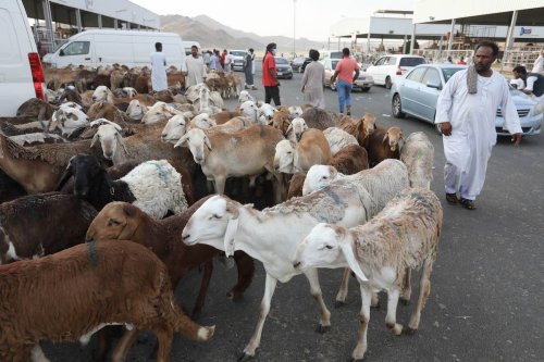 Goats and sheep are seen at a livestock market ahead of Muslim holy festival Eid-Al-Adha (Feast of Sacrifice) in Mecca, Saudi Arabia on June 24, 2023 [Ashraf Amra - Anadolu Agency]