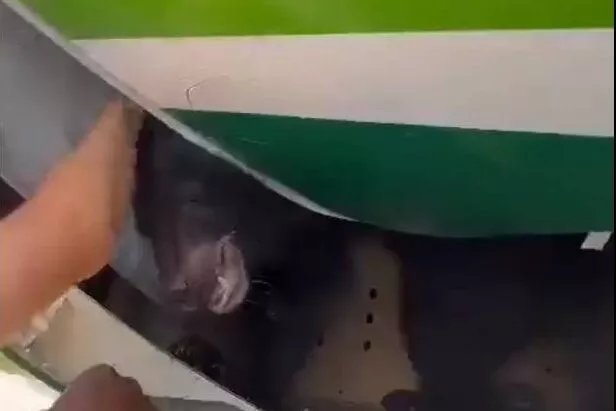 Bear breaks out from a container in the cargo hold of an Iraqi Airways flight from Baghdad to Dubai [@IraqiNews_com/Twitter]