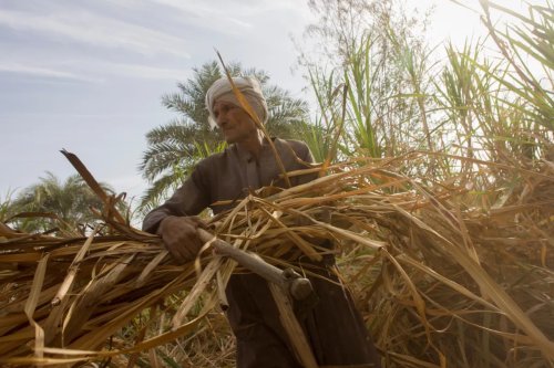 A local sugarcane farmer works in late-morning heat and dust near Qurna, a village in Nile Valley, Egypt
