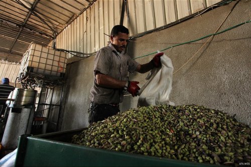 Palestinian man sorts olives cleaned by a machine before pressing it to be made into oil at an olive press in Gaza City October 6, 2016.