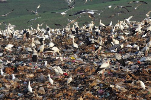 Seagulls and storks feed on the Oulja rubbish dump, near Rabat, 03 February 2007 [ABDELHAK SENNA/AFP via Getty Images]