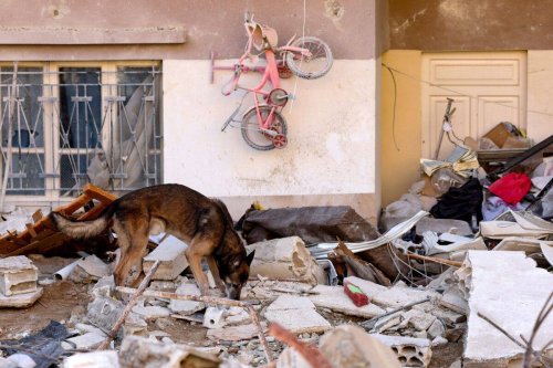A rescue dog searches for victims and survivors, in the regime-controlled town of Jableh in the province of Latakia, northwest of the Syrian capital, on February 12 2023 [KARIM SAHIB/AFP via Getty Images]