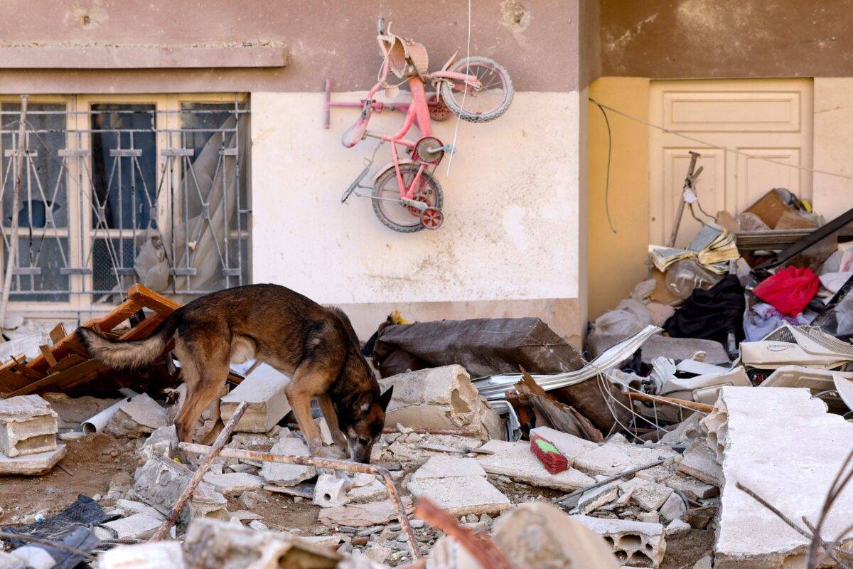 A rescue dog searches for victims and survivors, in the regime-controlled town of Jableh in the province of Latakia, northwest of the Syrian capital, on February 12 2023 [KARIM SAHIB/AFP via Getty Images]