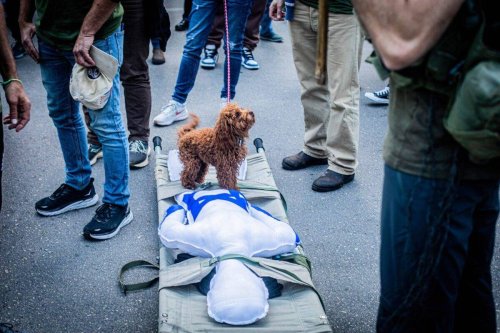 A dog stands on a stretcher with a doll symbolising the state of Israel as people protest against the judicial reform [Eyal Warshavsky/SOPA Images/LightRocket via Getty Images]