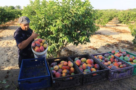 Mango harvest in Gaza [Mohammed Asad/MEMO]