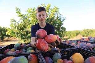 Mango harvest in Gaza [Mohammed Asad/MEMO]