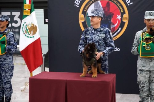 Turkiye gifts Mexico puppy after ‘heroic’ dog dies during earthquake rescue
