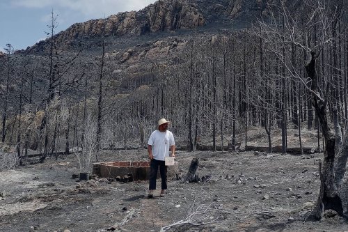 Tunisian farmer loses livelihood in raging wildfires