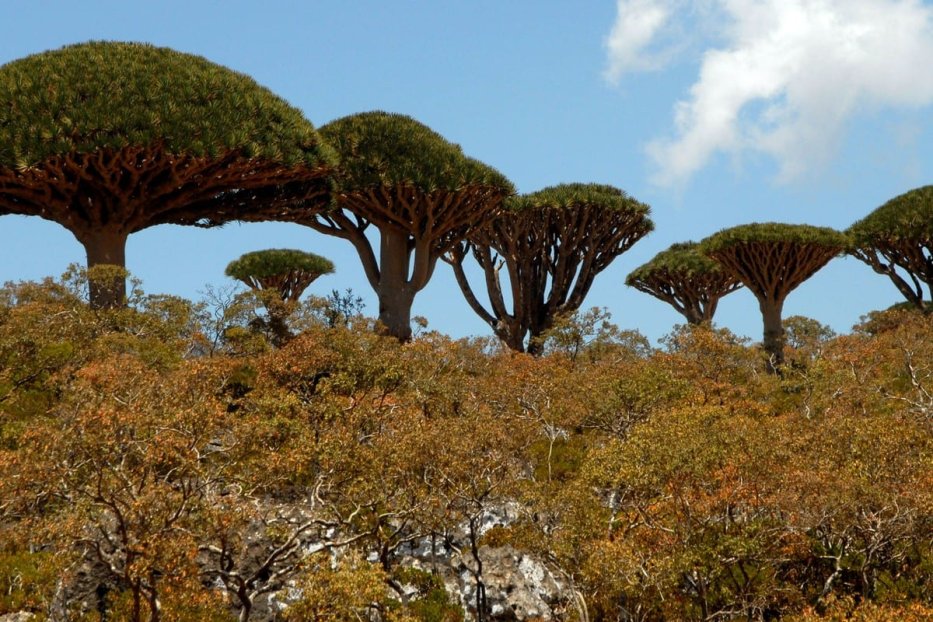 Dragon Blood trees tower above each other in the Yemeni Island of Socotra, 27 March 2013 [KHALED FAZAA/AFP/Getty Images]